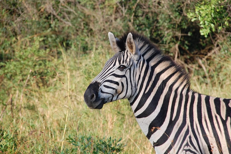 Serengeti National Park, Tanzania